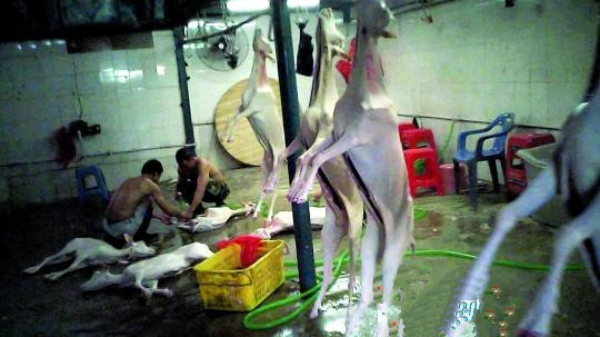 羊狗肉私宰点被多次曝光仍经营 羊狗肉大多流向市场
