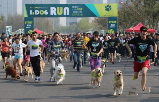 二百余只宠物狗在狗狗迷你马拉松比赛中上演各种可爱模样