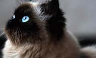 喜马拉雅猫的价格 该猫的品相影响价格