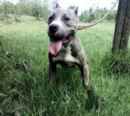 一男子路边抱走宠物狗因此触犯法律