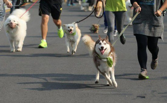 二百余只宠物狗在狗狗迷你马拉松比赛中上演各种可爱模样
