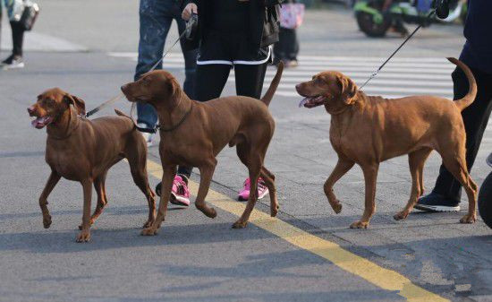 二百余只宠物狗在狗狗迷你马拉松比赛中上演各种可爱模样