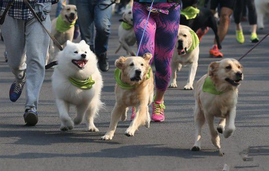 二百余只宠物狗在狗狗迷你马拉松比赛中上演各种可爱模样