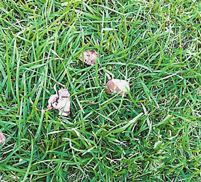 小区多只宠物狗误食东西死亡 疑似有人投毒