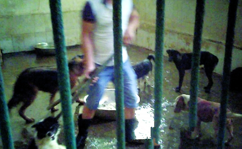 羊狗肉私宰点被多次曝光仍经营 羊狗肉大多流向市场