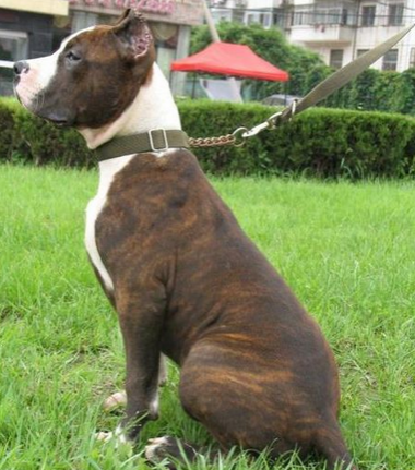 一男子路边抱走宠物狗因此触犯法律