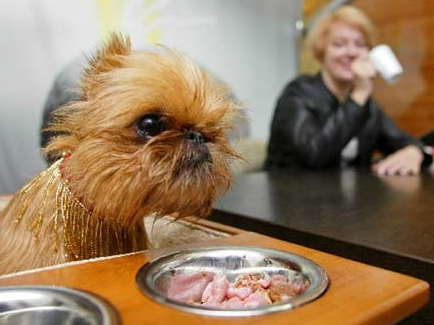 带宠物进餐馆用餐是否合理？