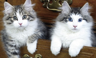 挪威森林猫的养护常识 注意皮肤病预防