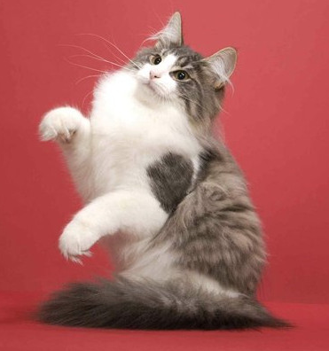 undefined{{pos:,w:,h:}}