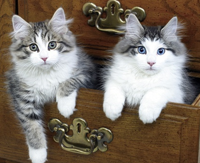 undefined{{pos:,w:,h:}}