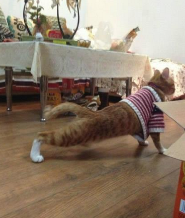 每天早上起来要伸伸懒腰