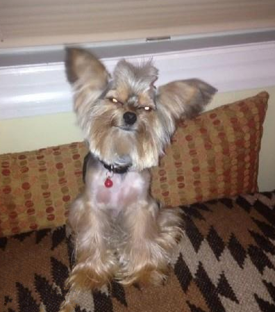 “理发师你过来，我保证不咬死你”