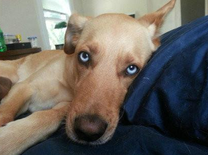 那些眼巴巴在床边等着你起床和他玩的汪星人