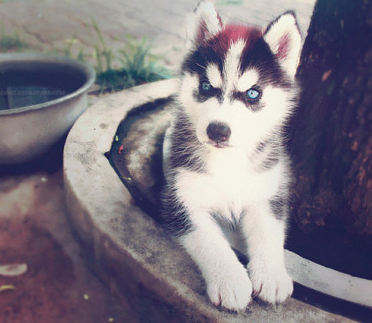 严肃点，卖萌呢