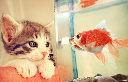 只能眼巴巴的看着