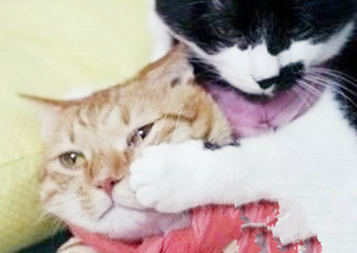 别哭了亲爱的，我错了好不好？