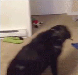 周一早上，准备出门的我……