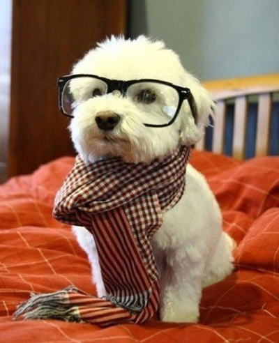 哥也是只有格调的狗