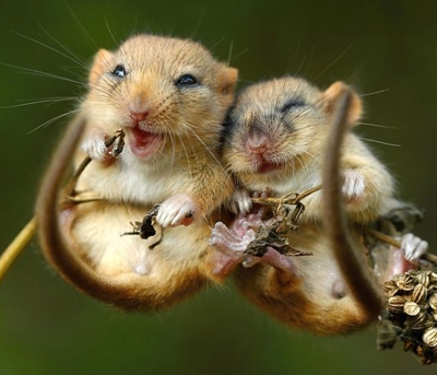 小动物间的爱情