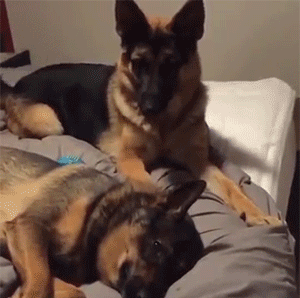 别装睡，你似不似在外面有狗了！