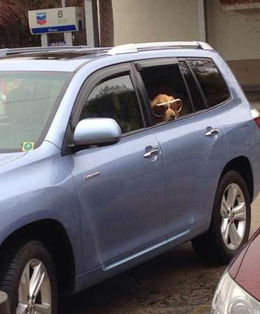 我家的狗儿潮爆了