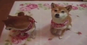 快看镜头。。。