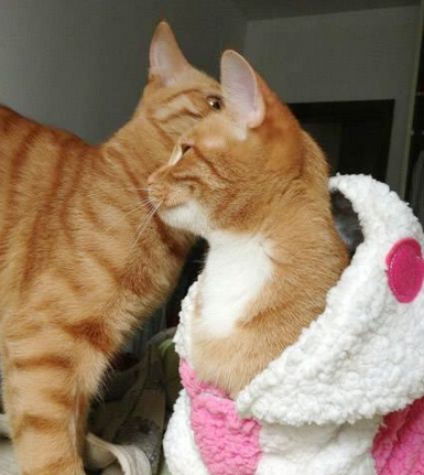 老婆，早安，亲一个