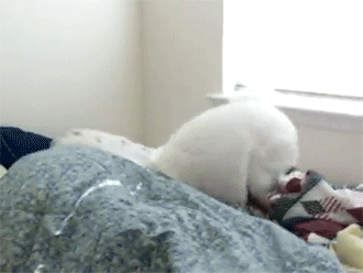 自从养了狗狗，基本上已经告别睡到自然醒了