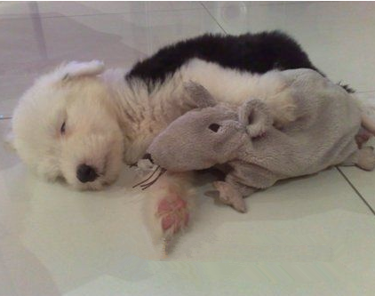 宠物猫狗是眼科寄生虫的最大来源