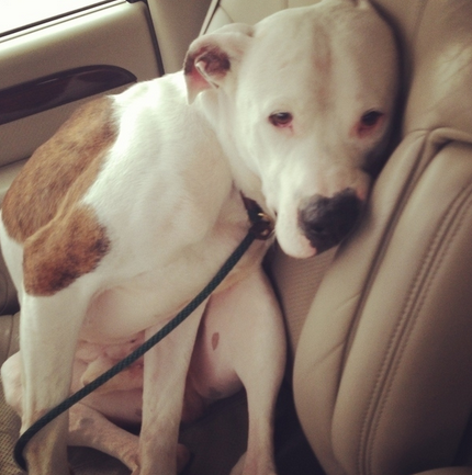 市民私带宠物乘坐公共汽车的现象十分普遍