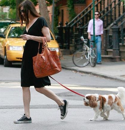 宠物猫狗是眼科寄生虫的最大来源