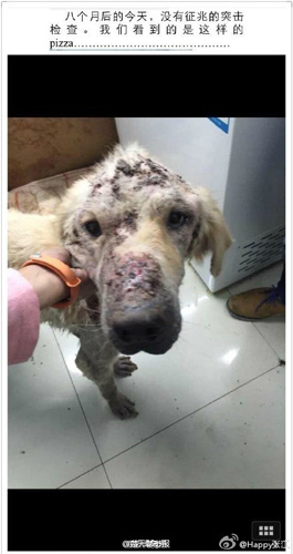 许多领养宠物没有得到应有照顾 把领养狗当成活血库