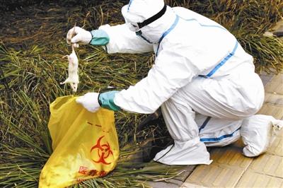 宠物白鼠放生近百只白鼠散布人行道草丛