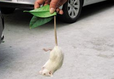 宠物白鼠放生近百只白鼠散布人行道草丛