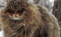西伯利亚猫的价格 该猫被毛较长