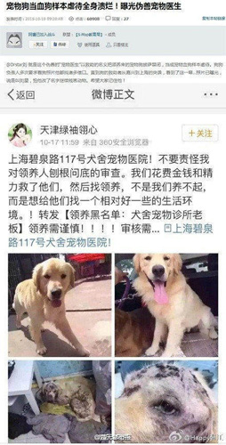 许多领养宠物没有得到应有照顾 把领养狗当成活血库