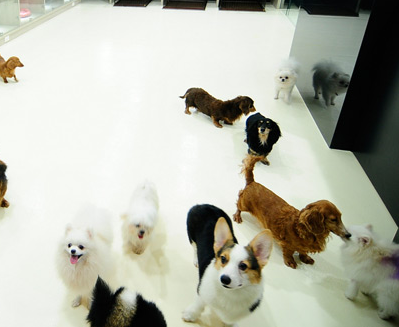 宠物活动区提供全方位的服务 主人外出宠物能尽情玩耍