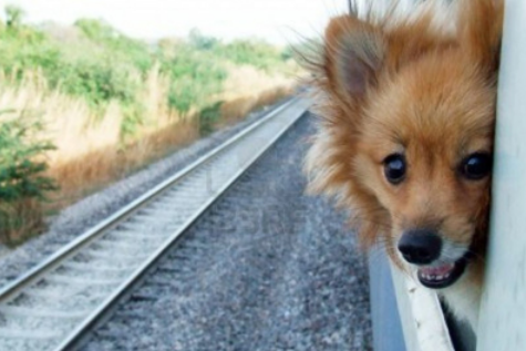 美国铁路公司将试点允许主人携带小型宠物乘坐火车