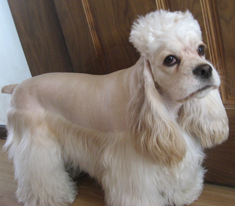 宠物狗被邻居带走并丢弃 狗主人索赔近10万元