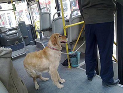 美国铁路公司将试点允许主人携带小型宠物乘坐火车