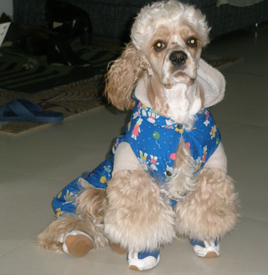 宠物狗被邻居带走并丢弃 狗主人索赔近10万元