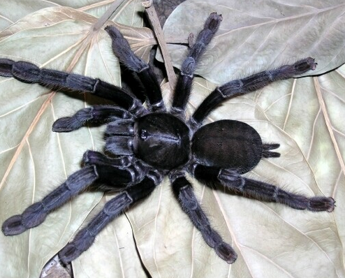 网购活体动物疫病隐患不小 网购宠物需谨慎