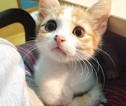 你真的忍心让我加班么