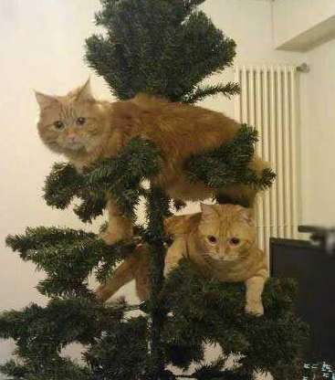 一个国外网友说：他家今年圣诞树的装饰就决定这样了