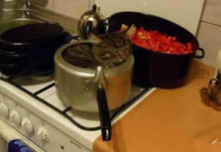 阿喵，你不怕主人把你炖了