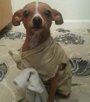 想必是是狗派的的丐帮帮主吧！