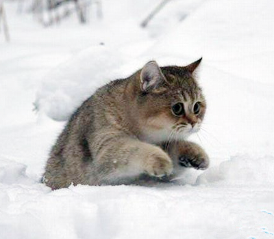 COS土拨鼠什么的，表示毫无压力