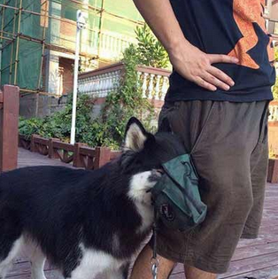 都会自己找东西吃了