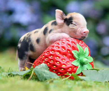 我是可爱的迷你猪