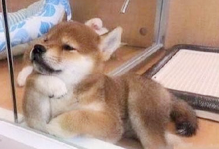 在宠物店看到一只忧国忧民的柴柴